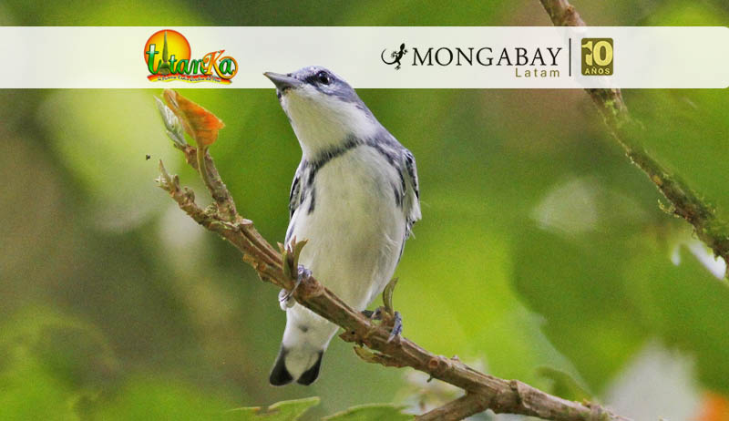 Día Mundial de las Aves Migratorias: la ciencia ciudadana como pilar de la conservación